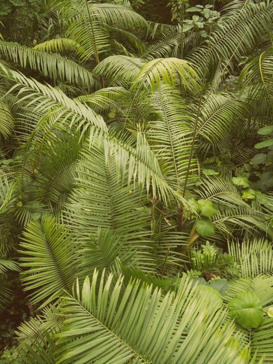 Grupo Sonia Garijo Mente Selva - Psicologia online